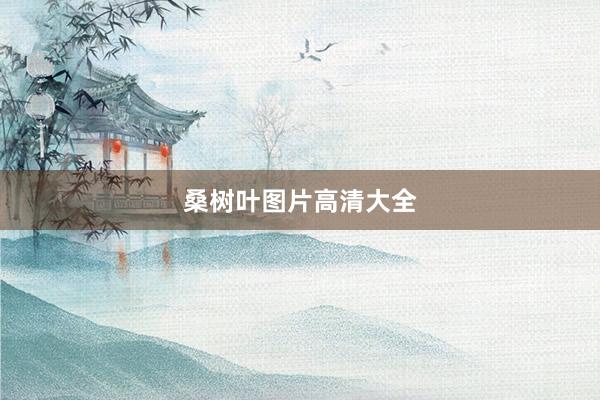 桑树叶图片高清大全